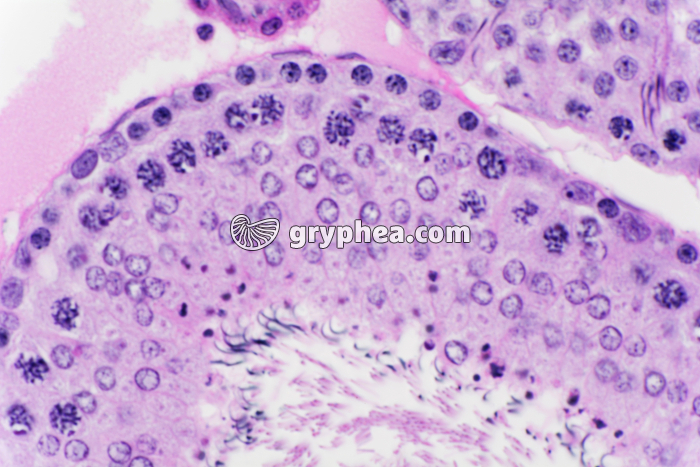 Testicule de Cobaye (détail de la paroi d'un tube séminifère) x200 - gryphea.com